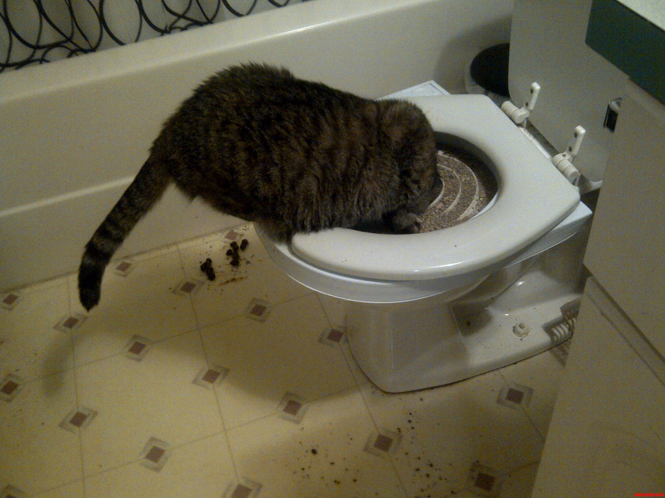 Dear City Kitty I Need a Refund