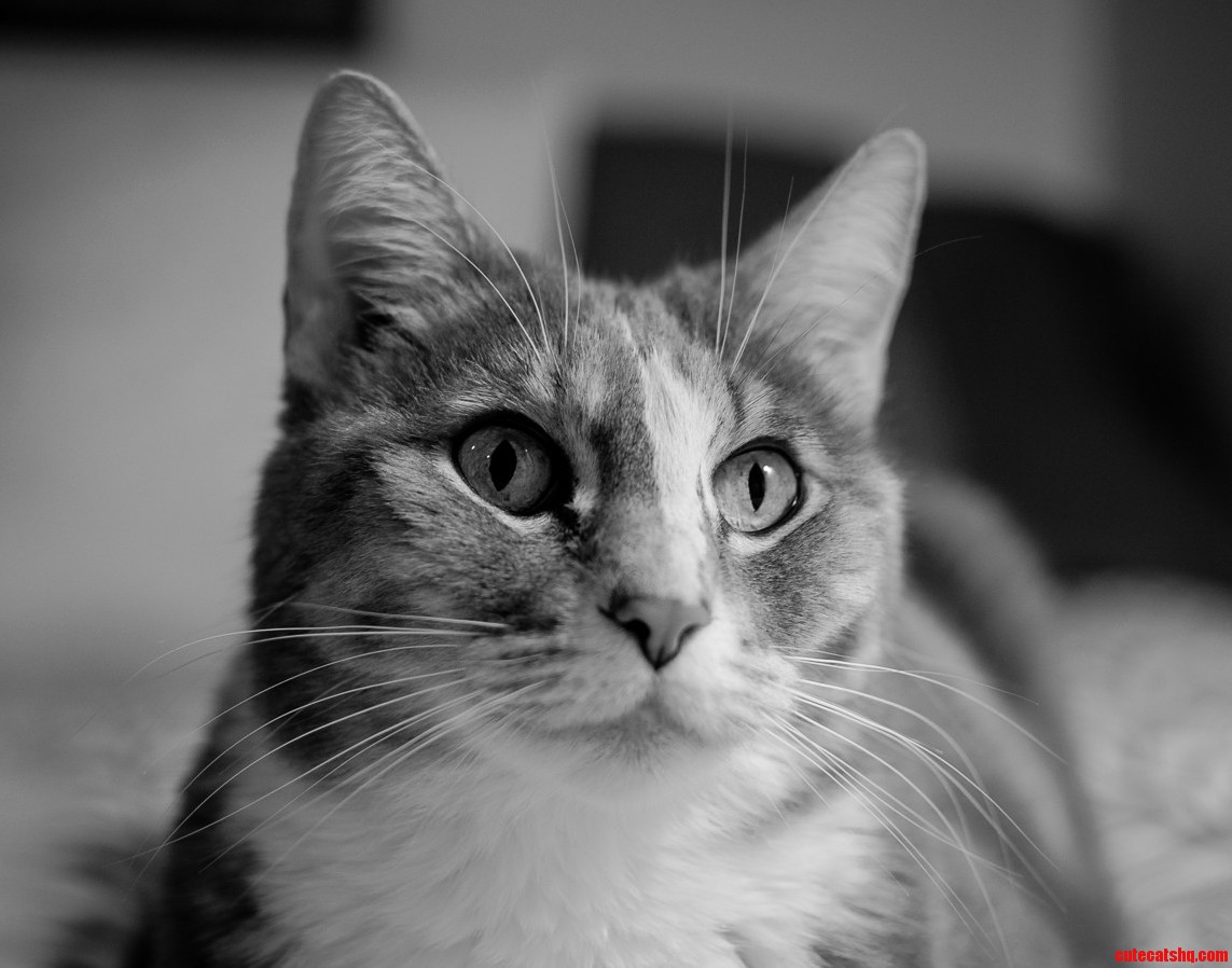 Decided to Try Taking a Nice Photo of My Sisters Cat As a Birthday Gift to Her.