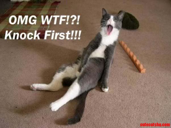 Dem Dirty Cats