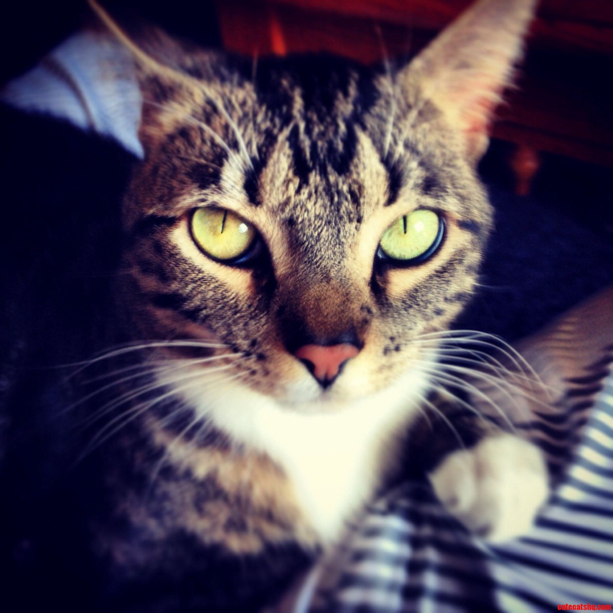 Dem Eyes.