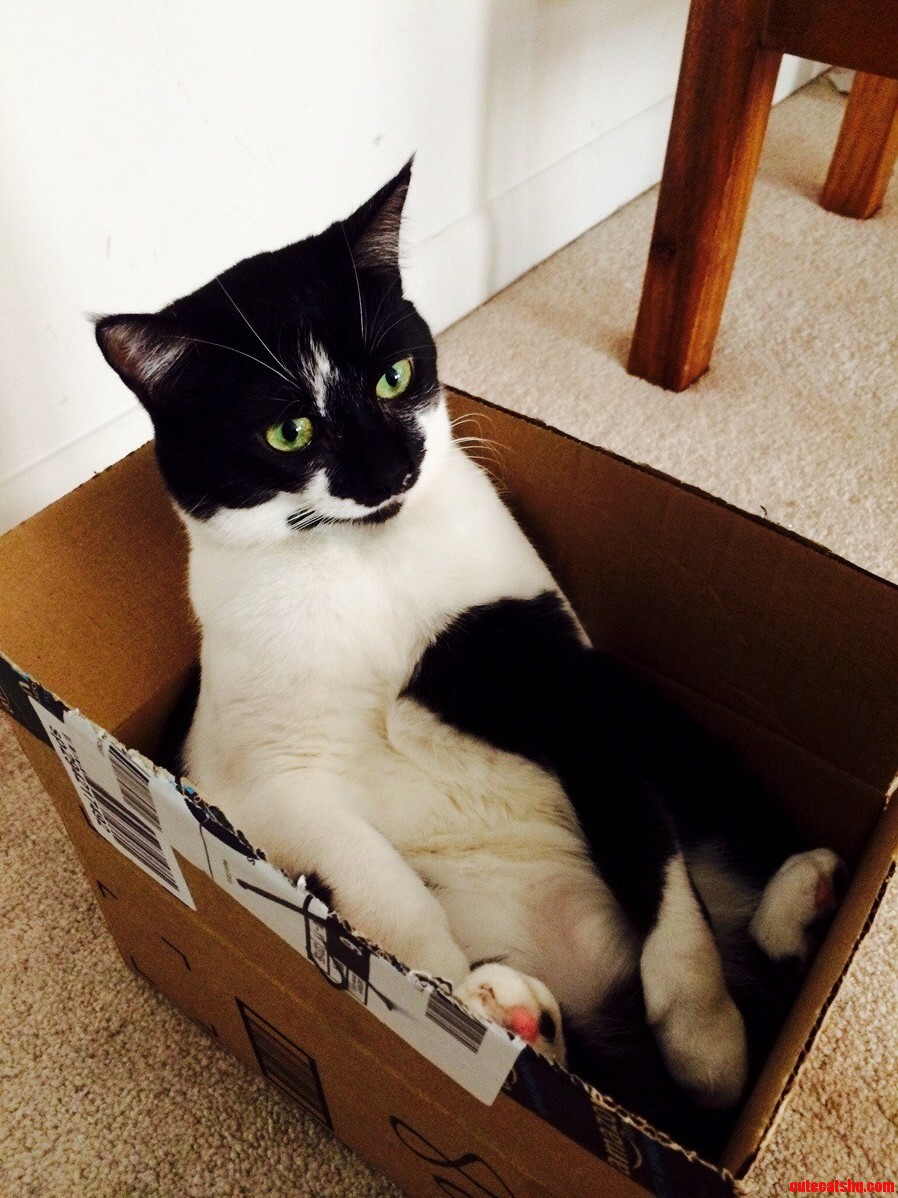 Derpy Cats Now Available Through Amazon Prime
