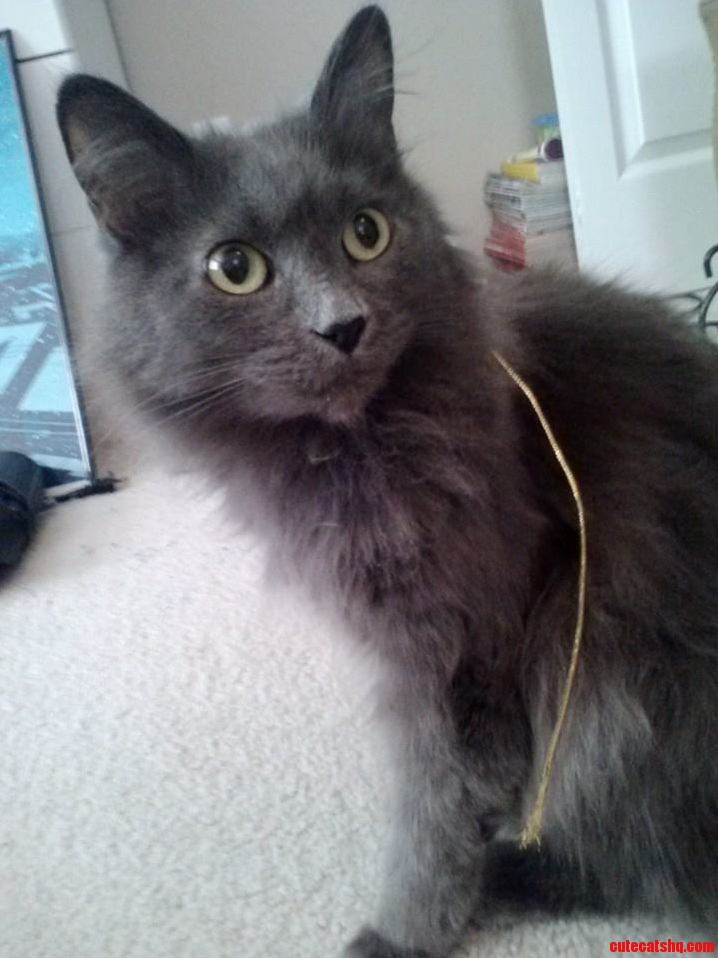 Despite Spending About 30 on Various Toys Mollys Favorite Thing to Play with Is a Piece of String.