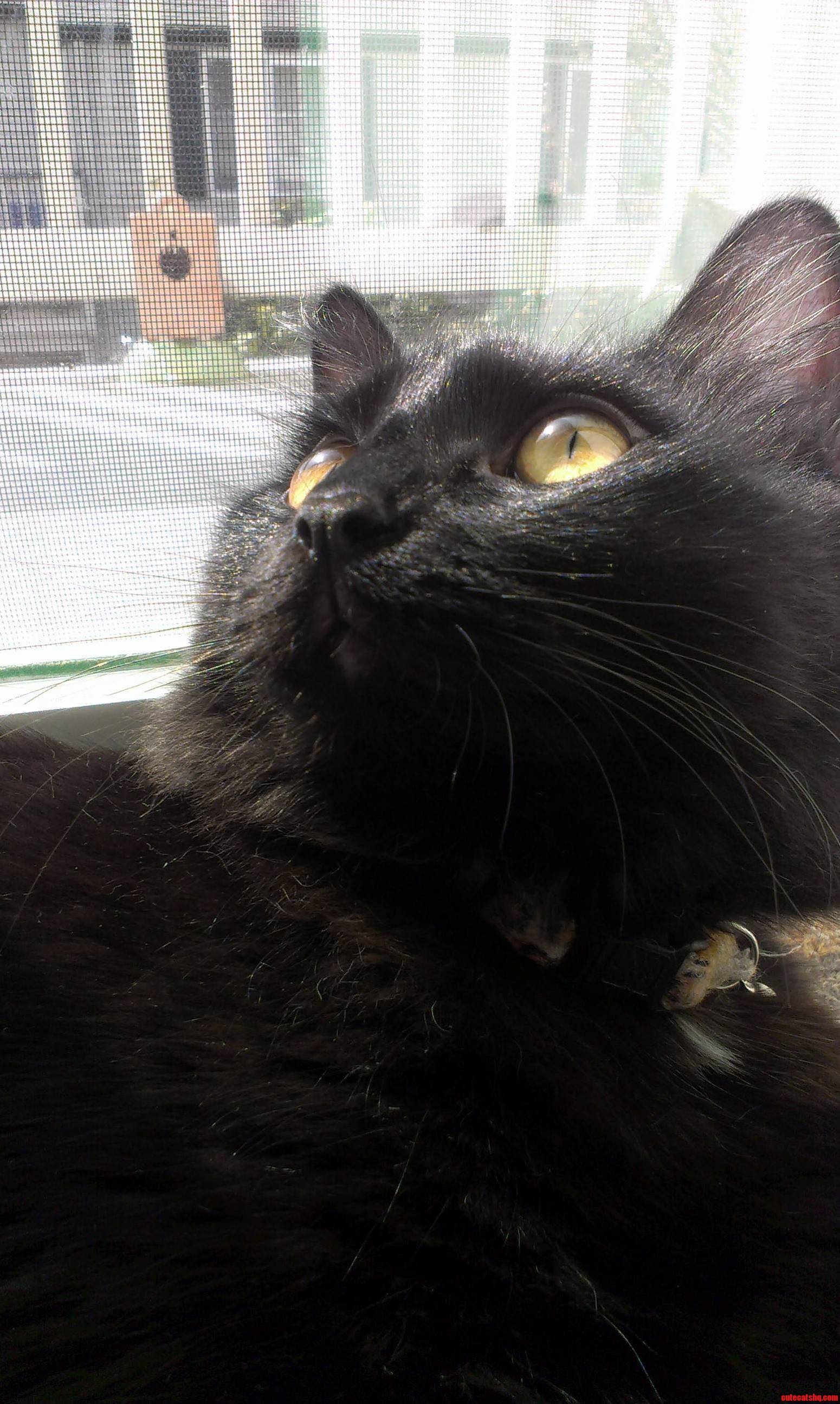 Did I Hear Someone Say Black Cat Friday This Should Be a Thing