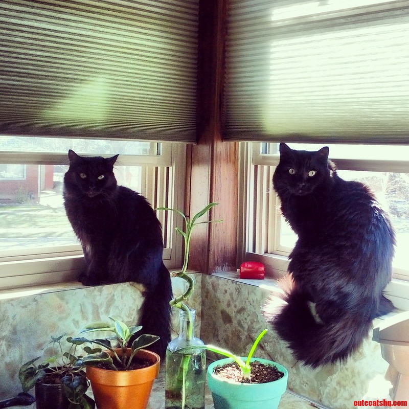 Did Someone Say Black Cat Friday