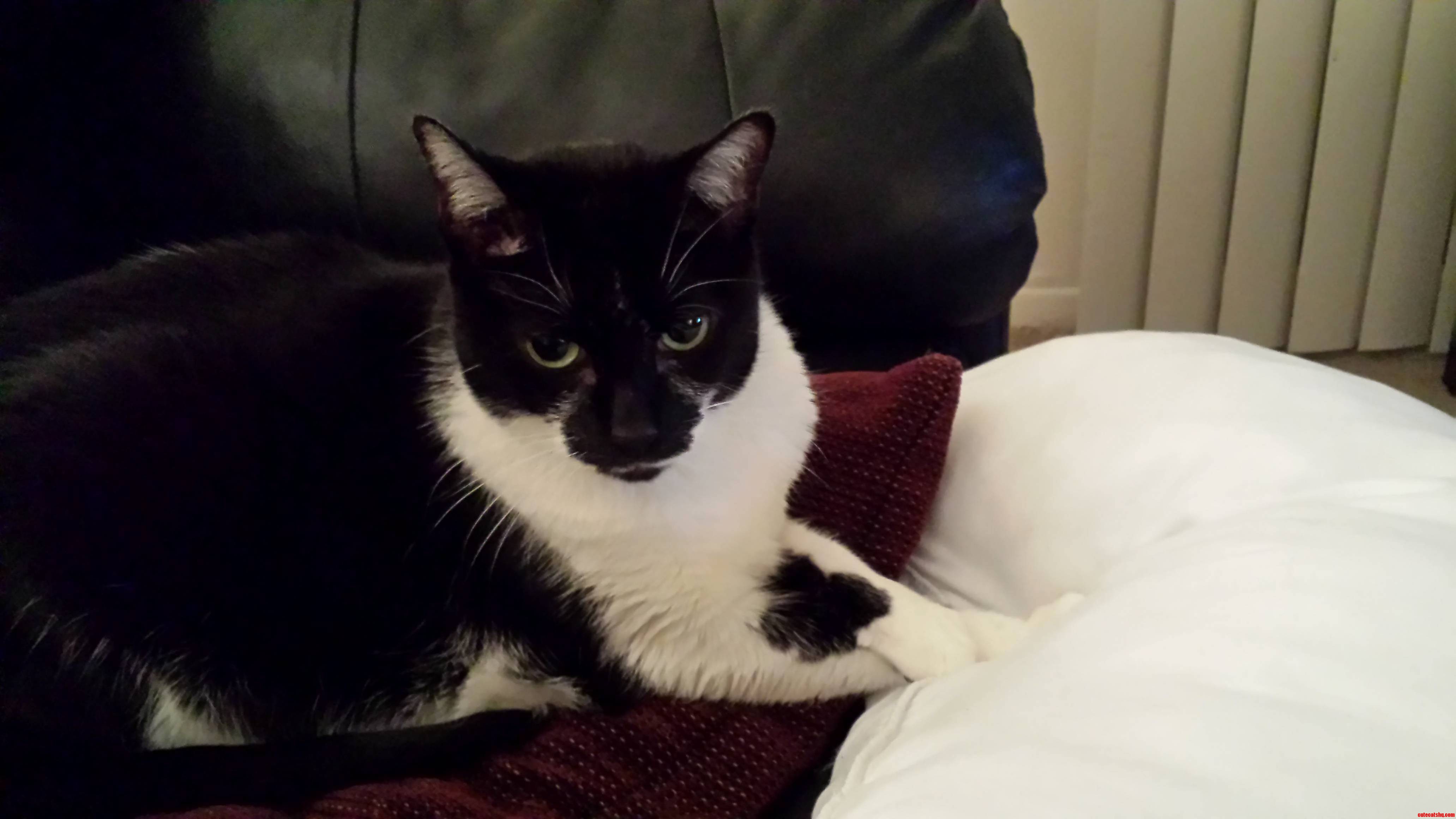 Dis Pillow Is Mine.