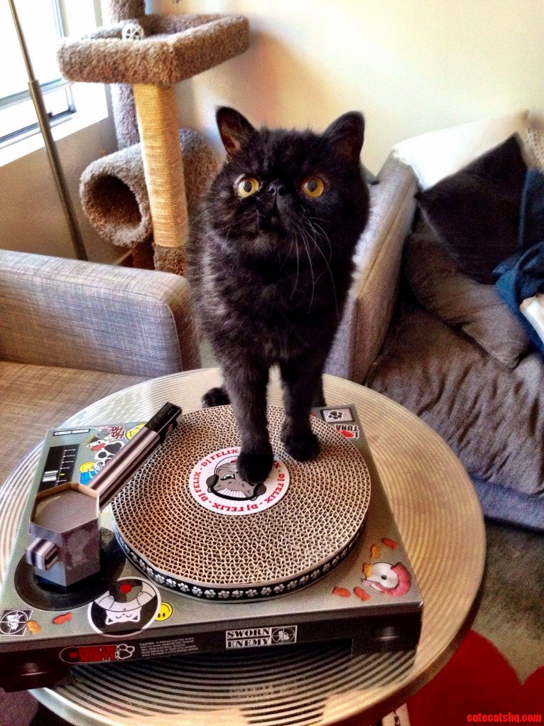 Dj Meow