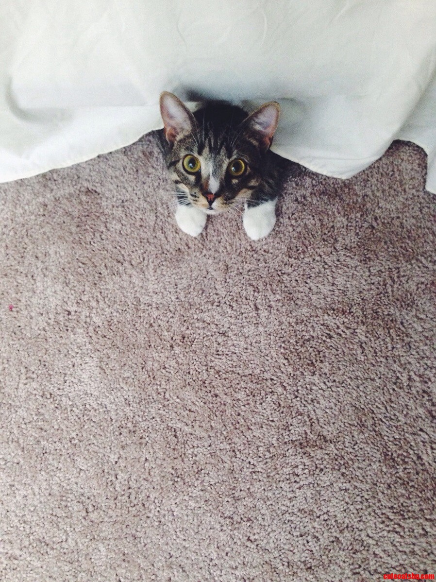 Does Anyone Elses Cat Hide Under the Bed and Attack Your Feet As You Walk by