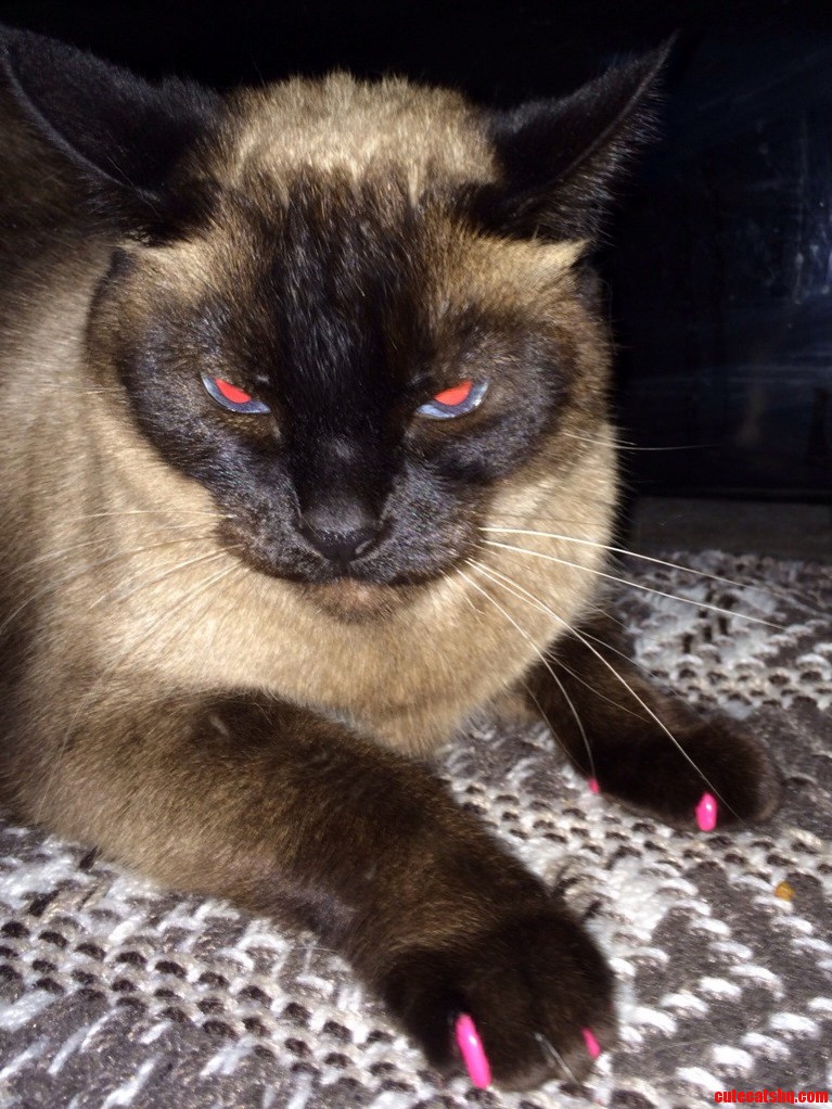 Dont Let Her Looks Fool You She Hates Everything That Moves