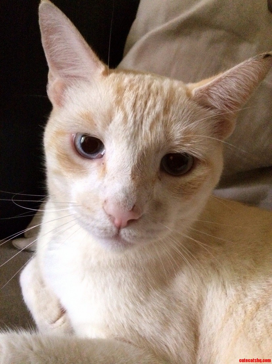 Duder My Kitty.