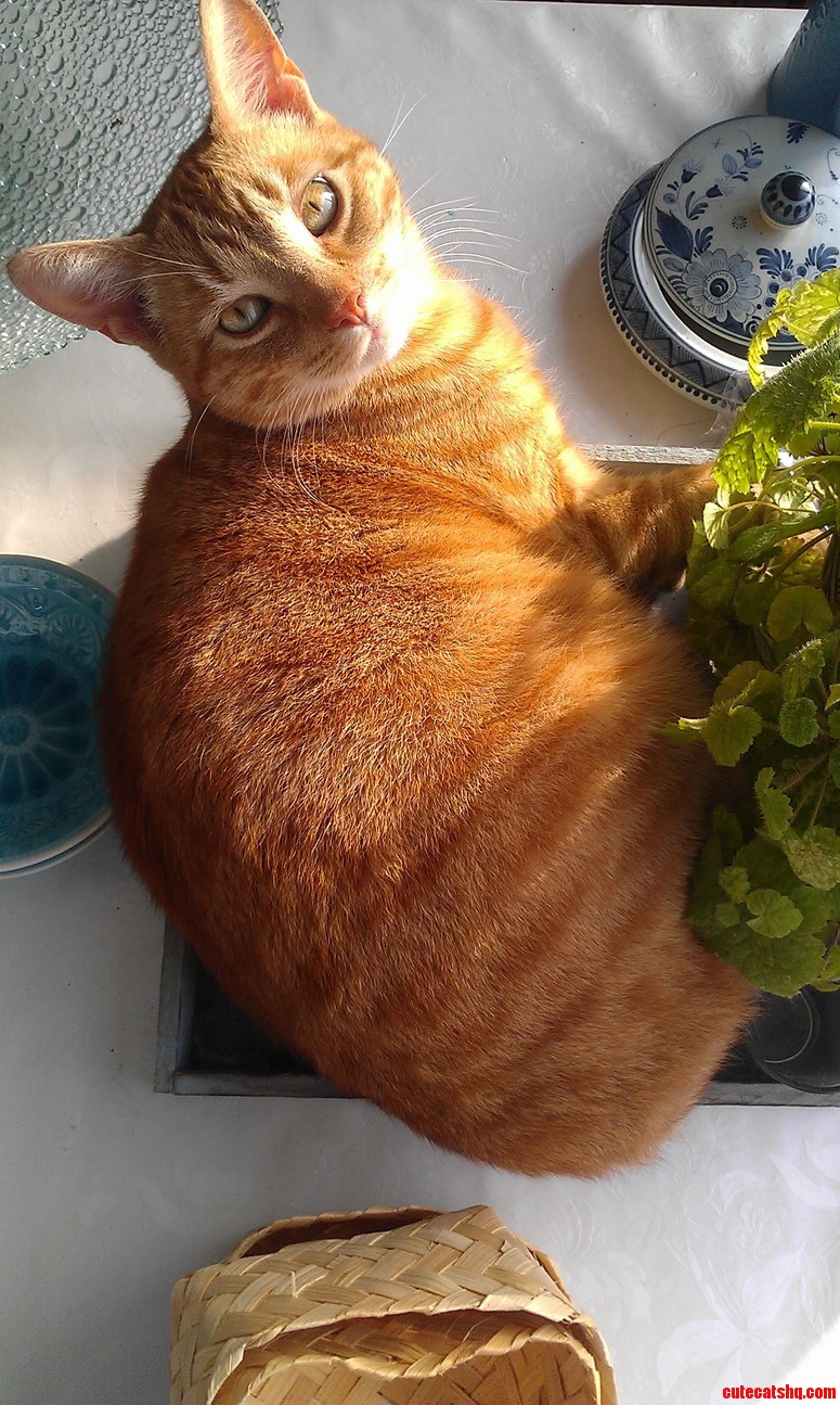 Dudley Fits.
