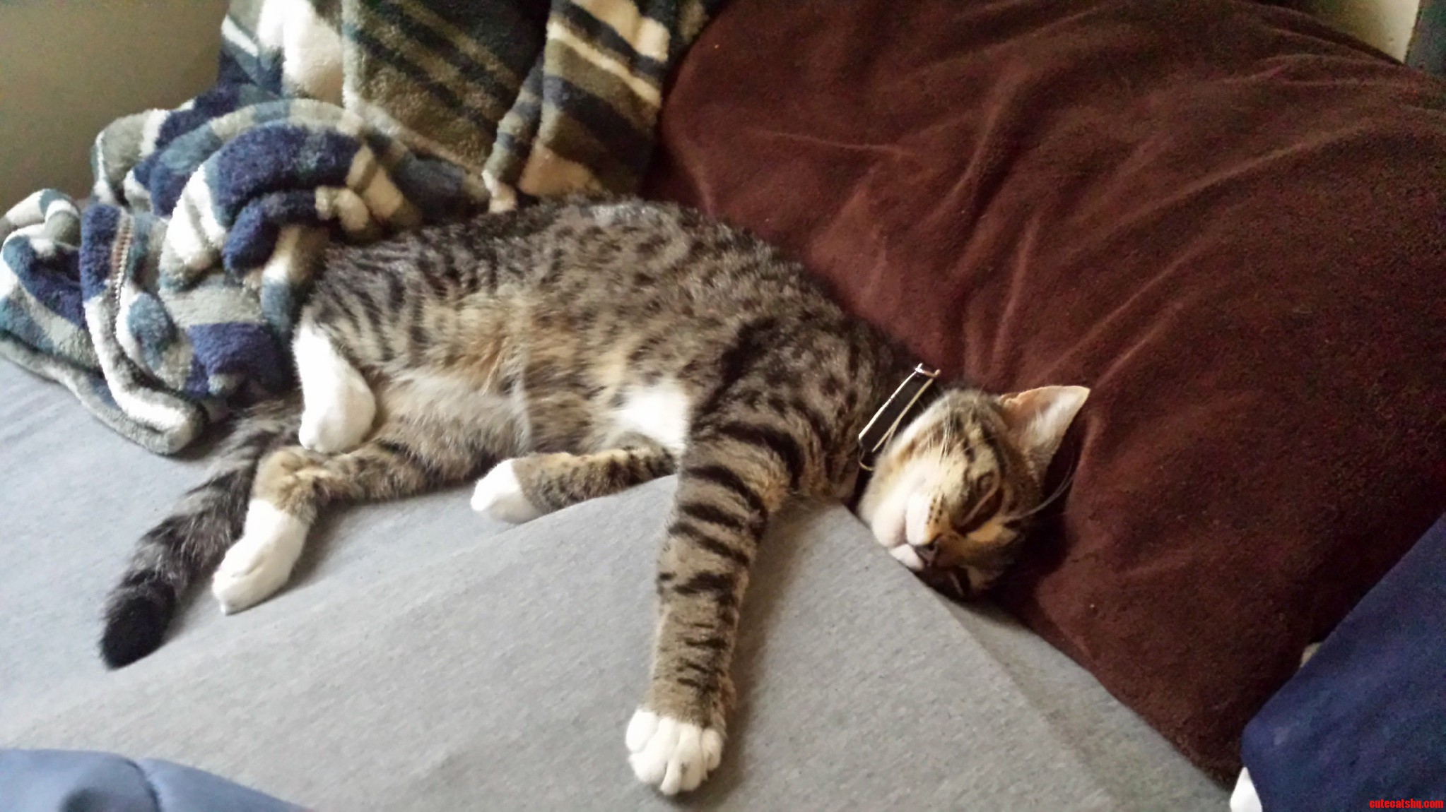 Enjoying a Afternoon Nap