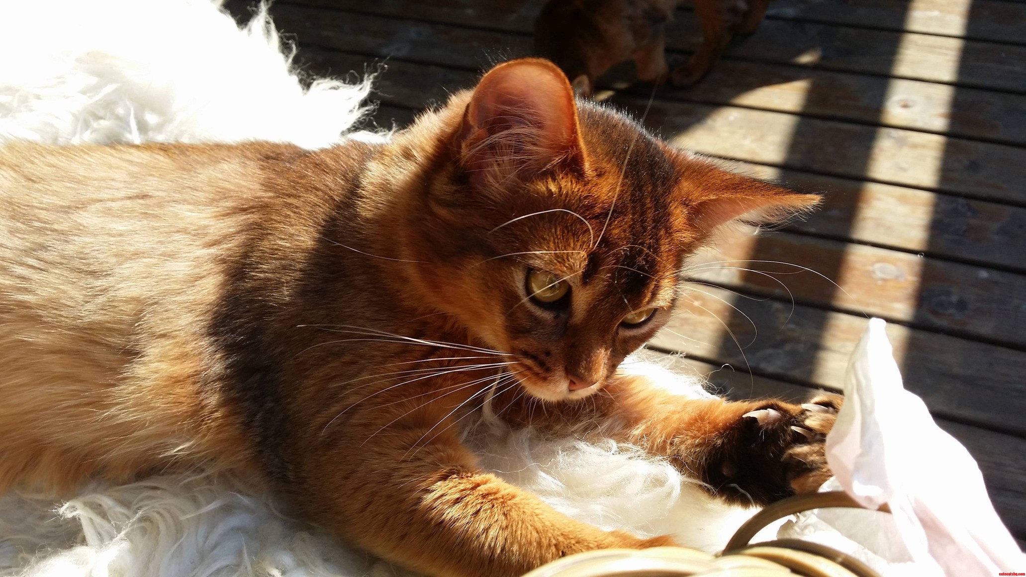 Enjoying a Warm Spring Day on the Balcony
