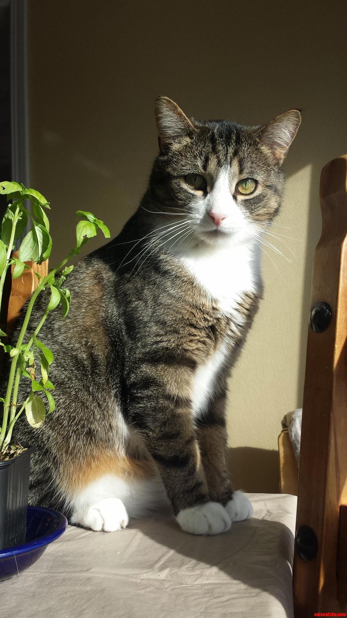 Enjoying the Morning Sun
