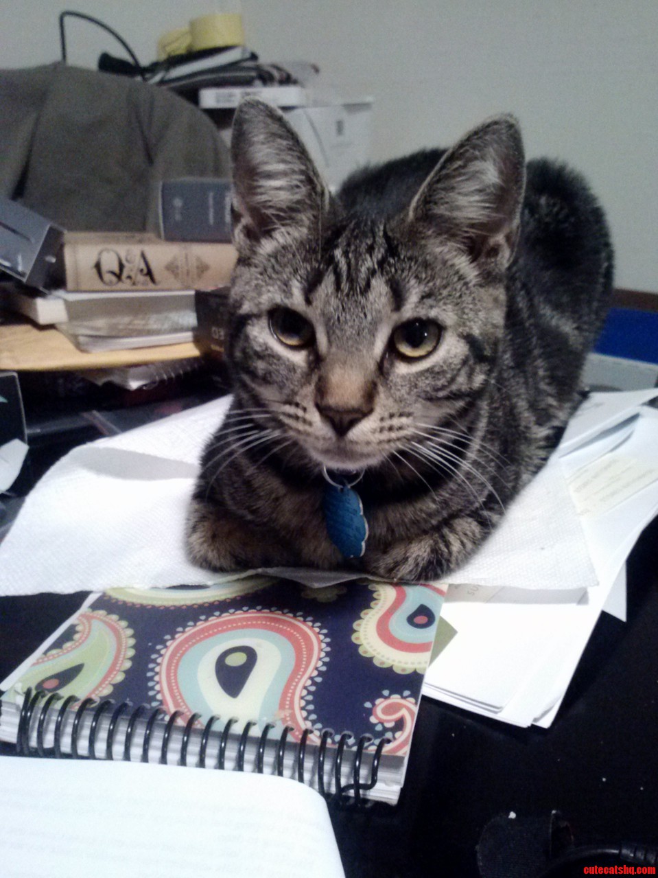 Eowyn Is Not Amused