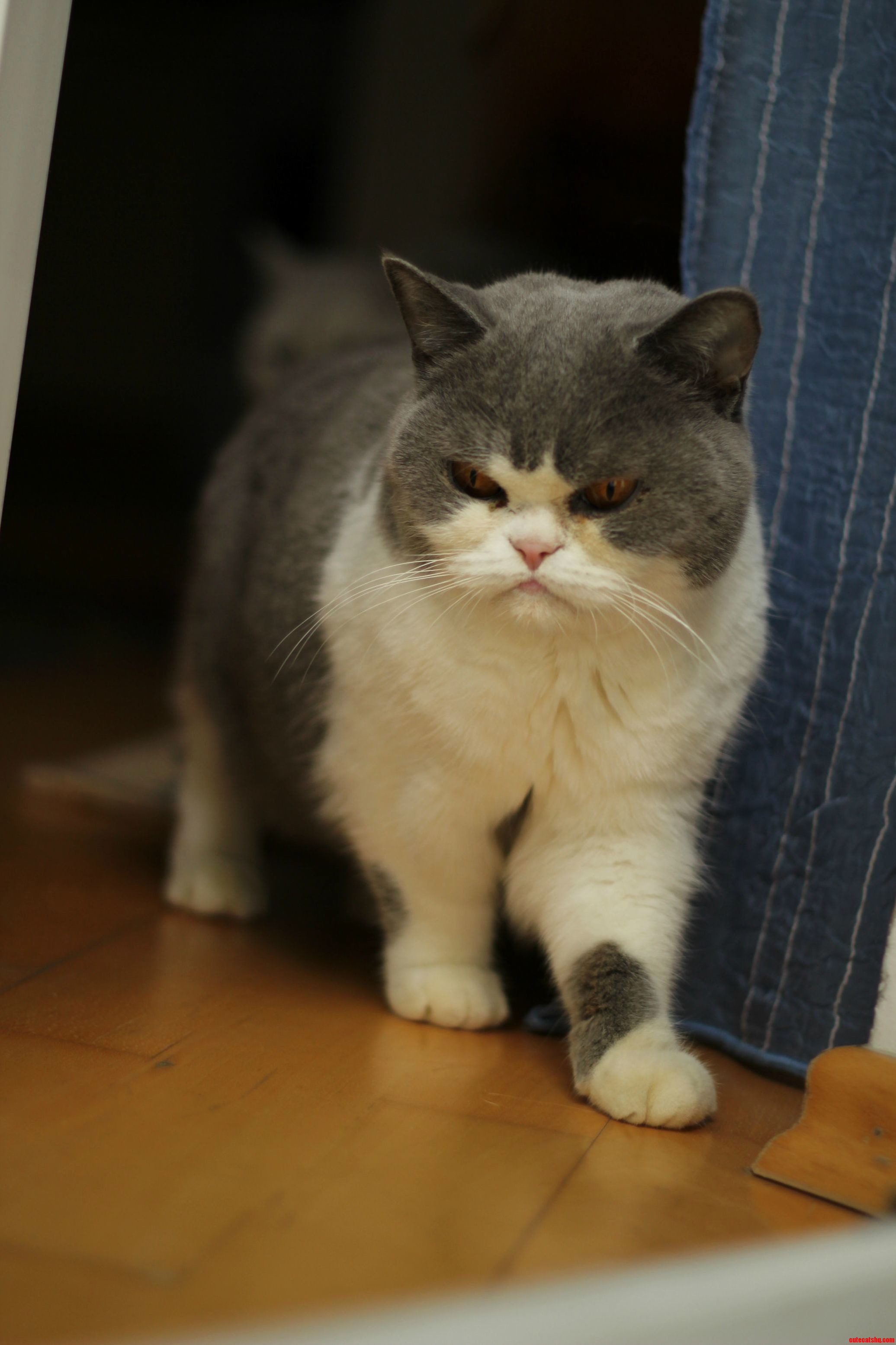 Essi a Grumpy Shorthair Dwarf