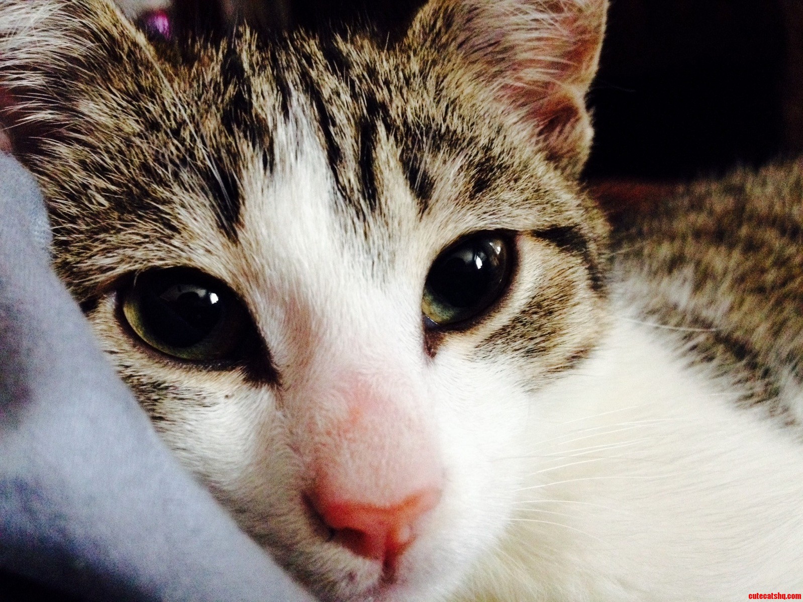 Everyone Meet My Beautiful Cat Meow