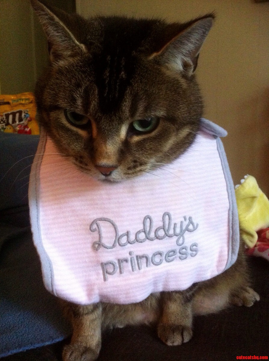 Extremely Cheesy Pic of One of My Cats Fatso. the Bib Is My Human Daughters.