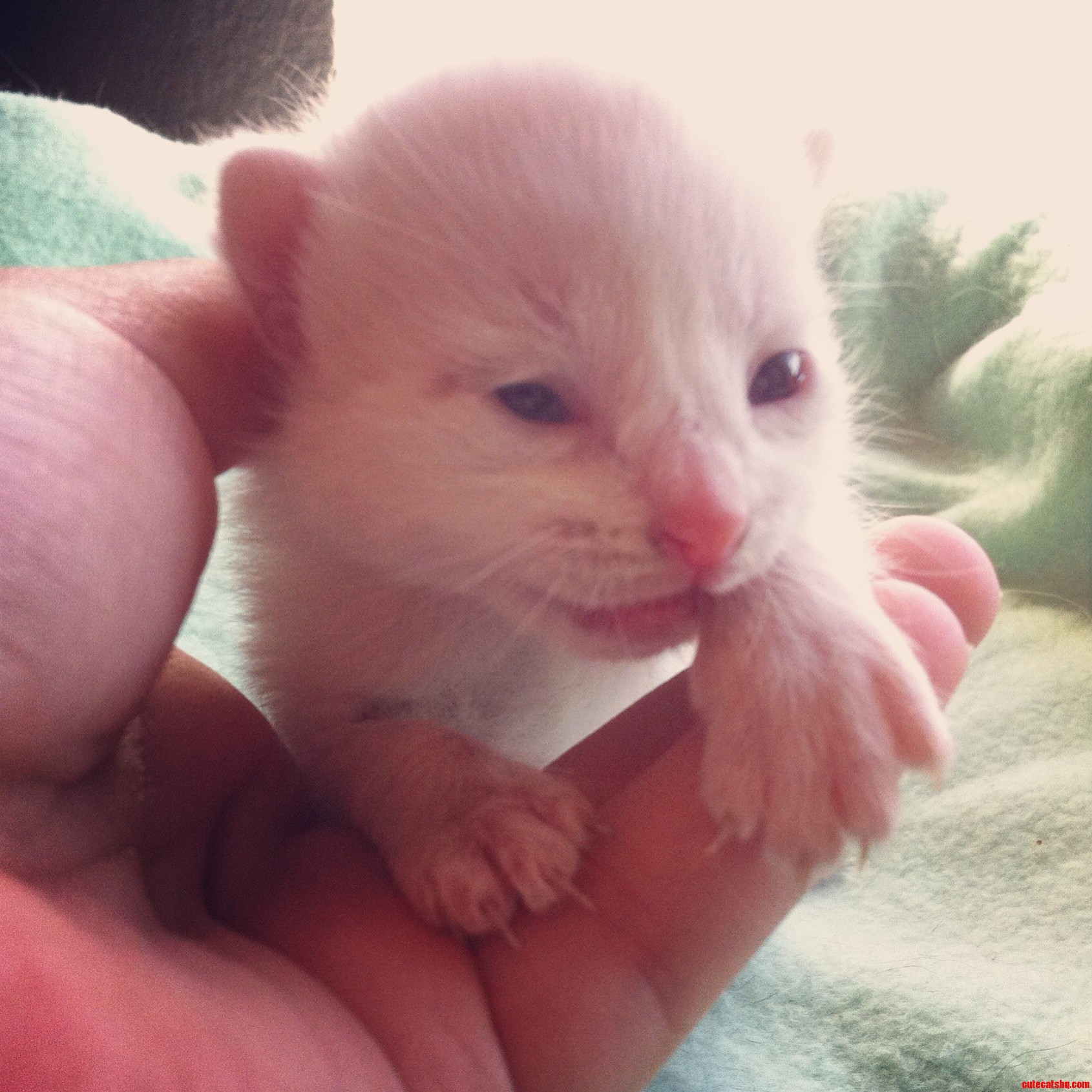 Eyes Opened for the First Time.