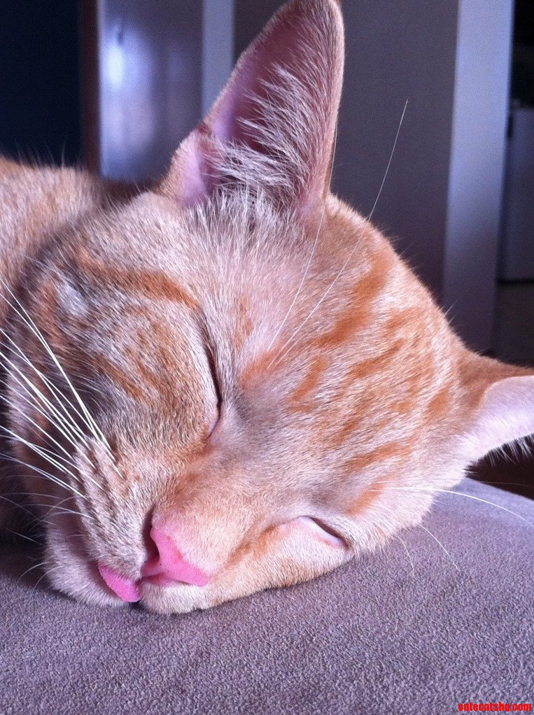 Fast Asleep Snoring Too.