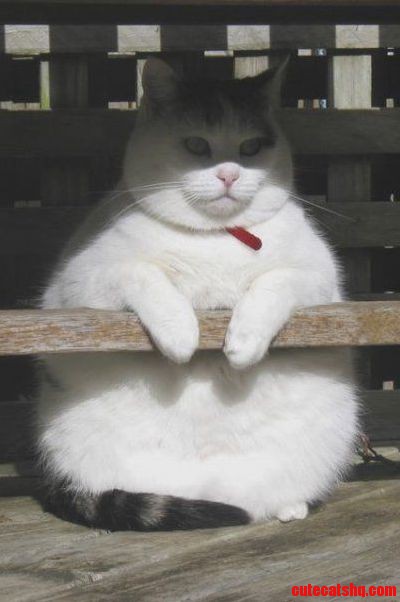 Fat Cat
