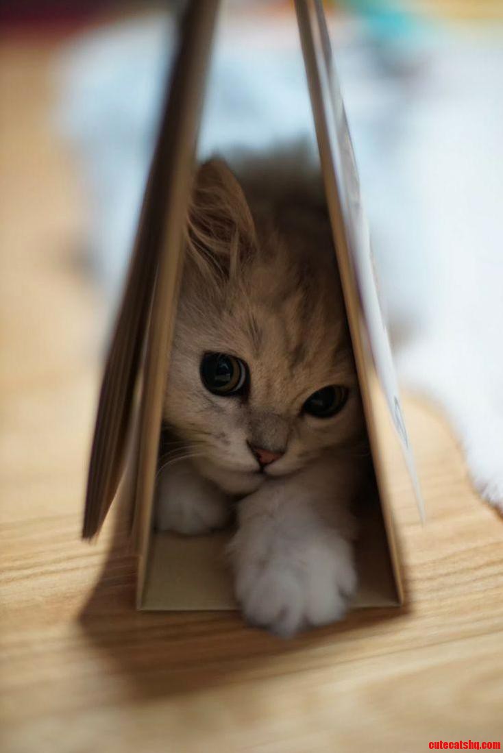 Fat Cats Squeeze