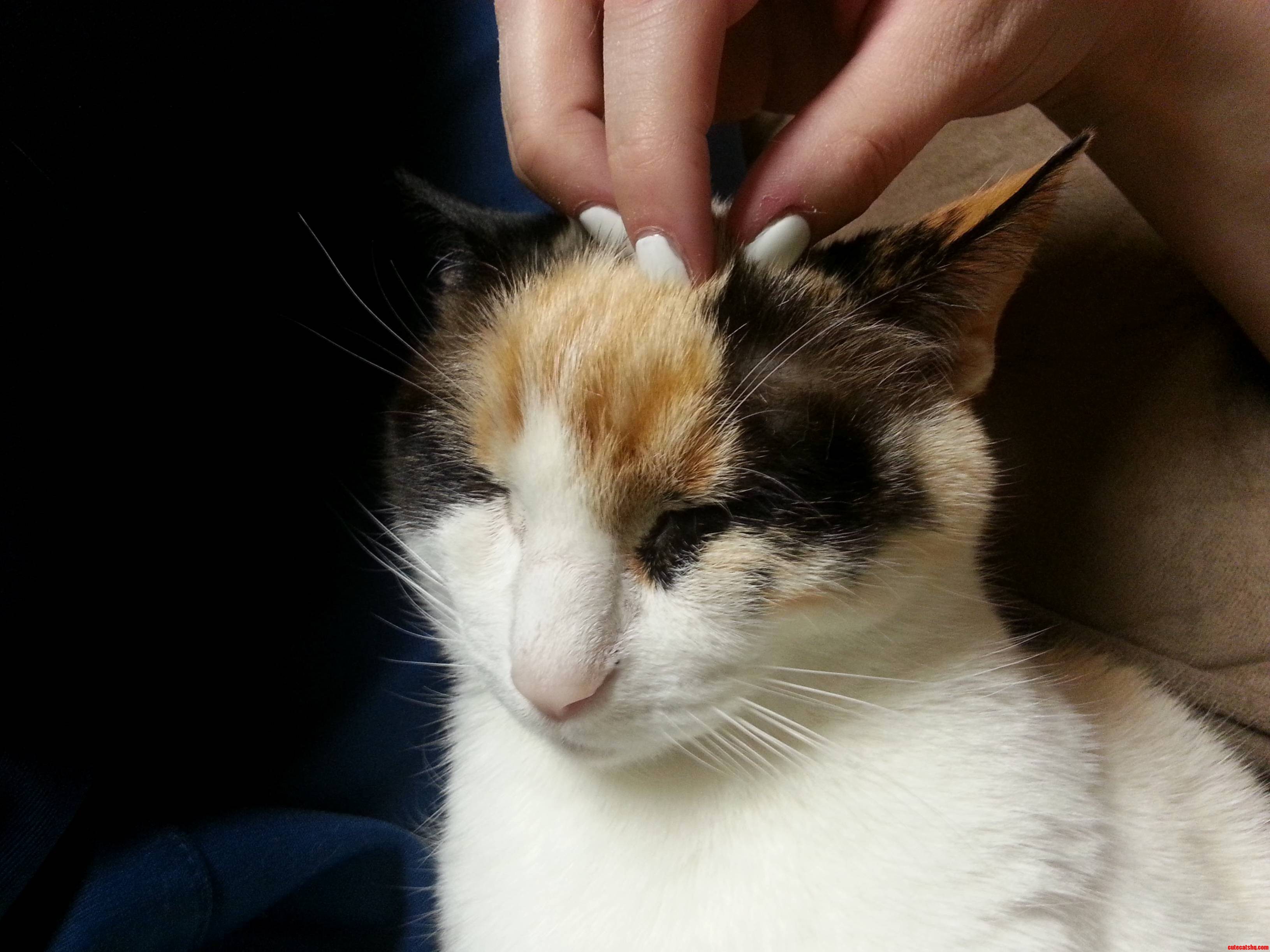Fatty Loves Head Scratches