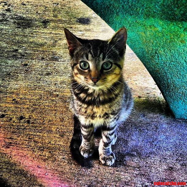 Feral Kitten I Met in the Tropics