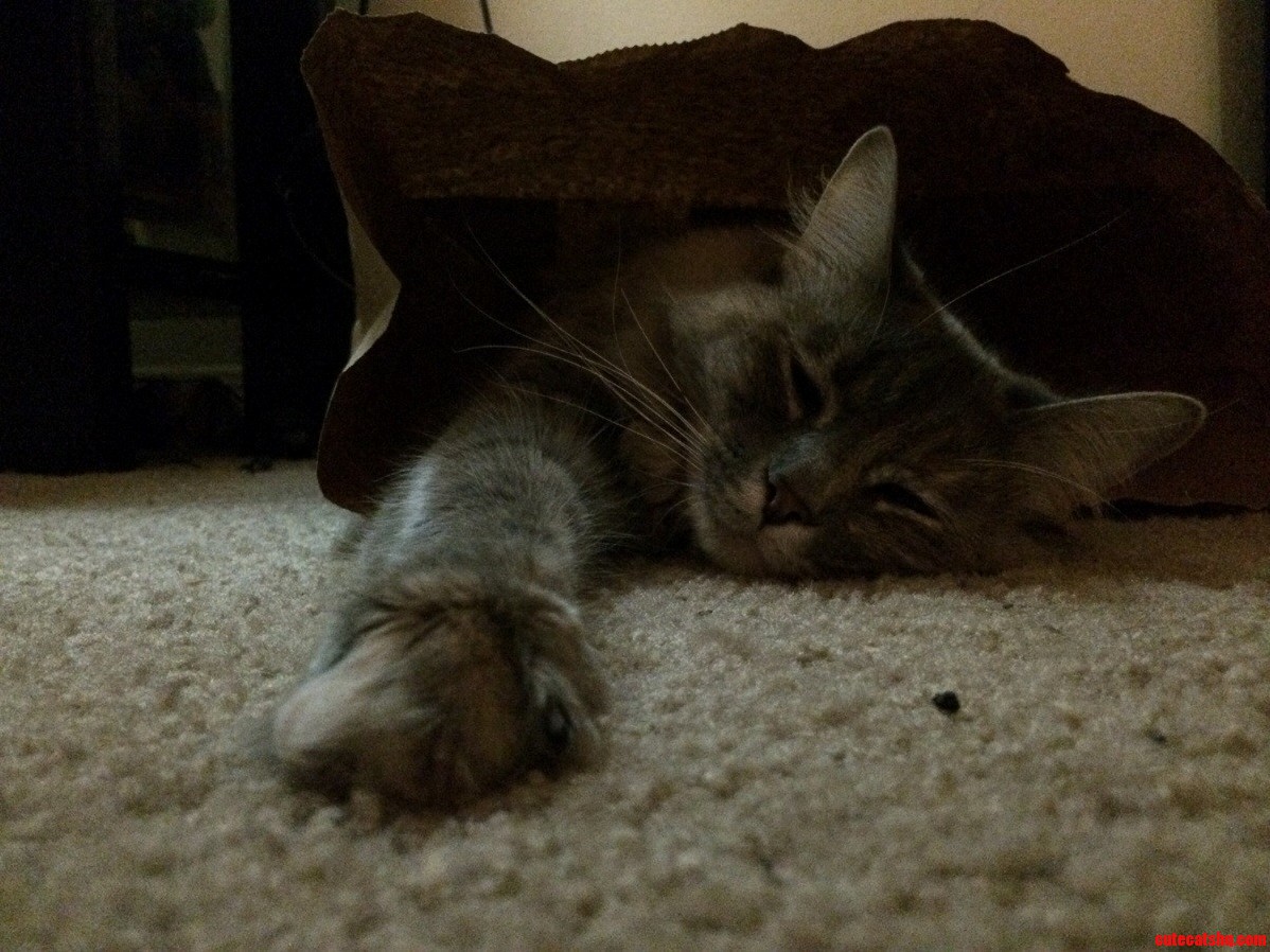 Figgy Loves Paper Bags.