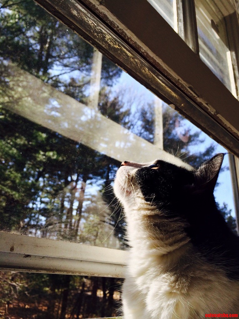Finally Nice Enough Outside for the Windows to Be Open
