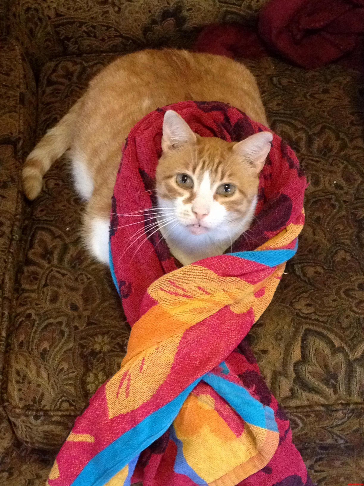 First Cat Post. His Name Is Nic