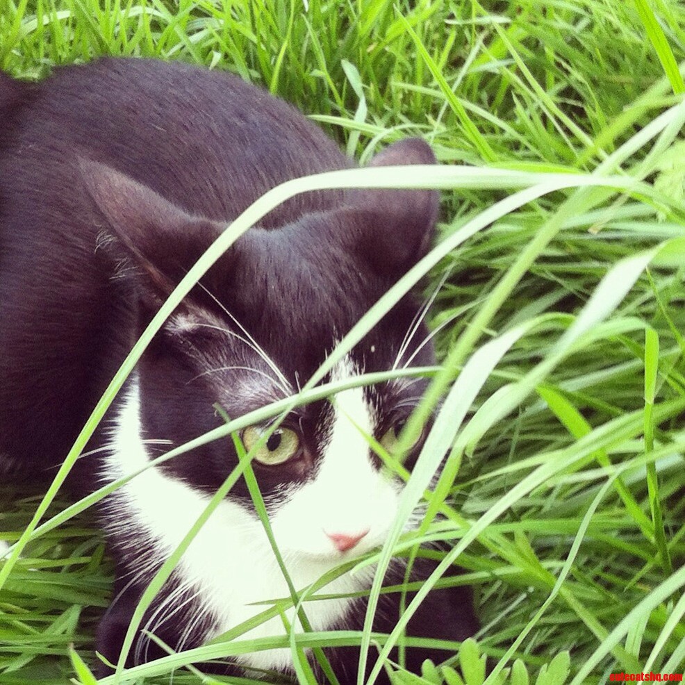First Time in the Grass.