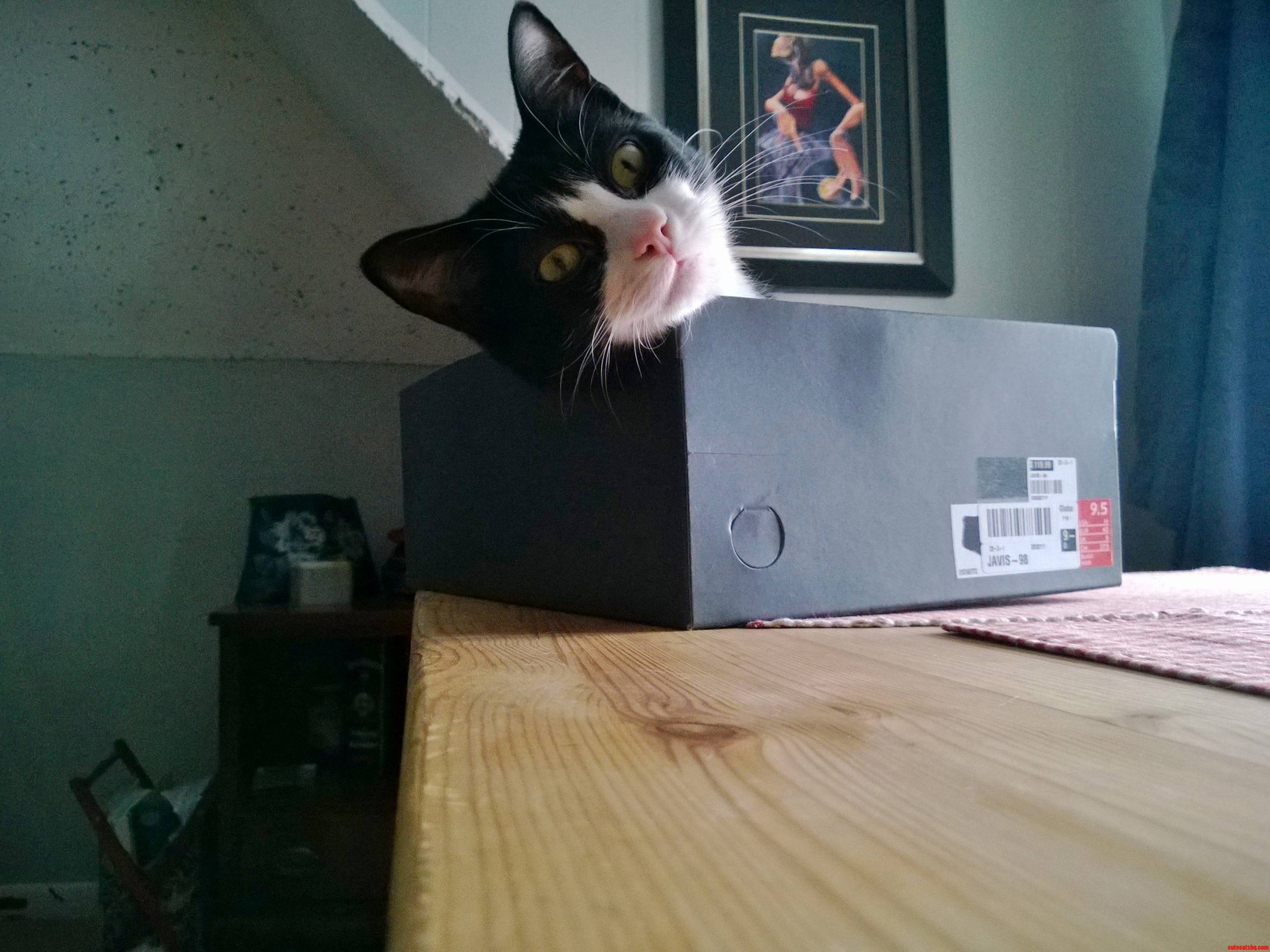 Fisher in His New Shoe Box
