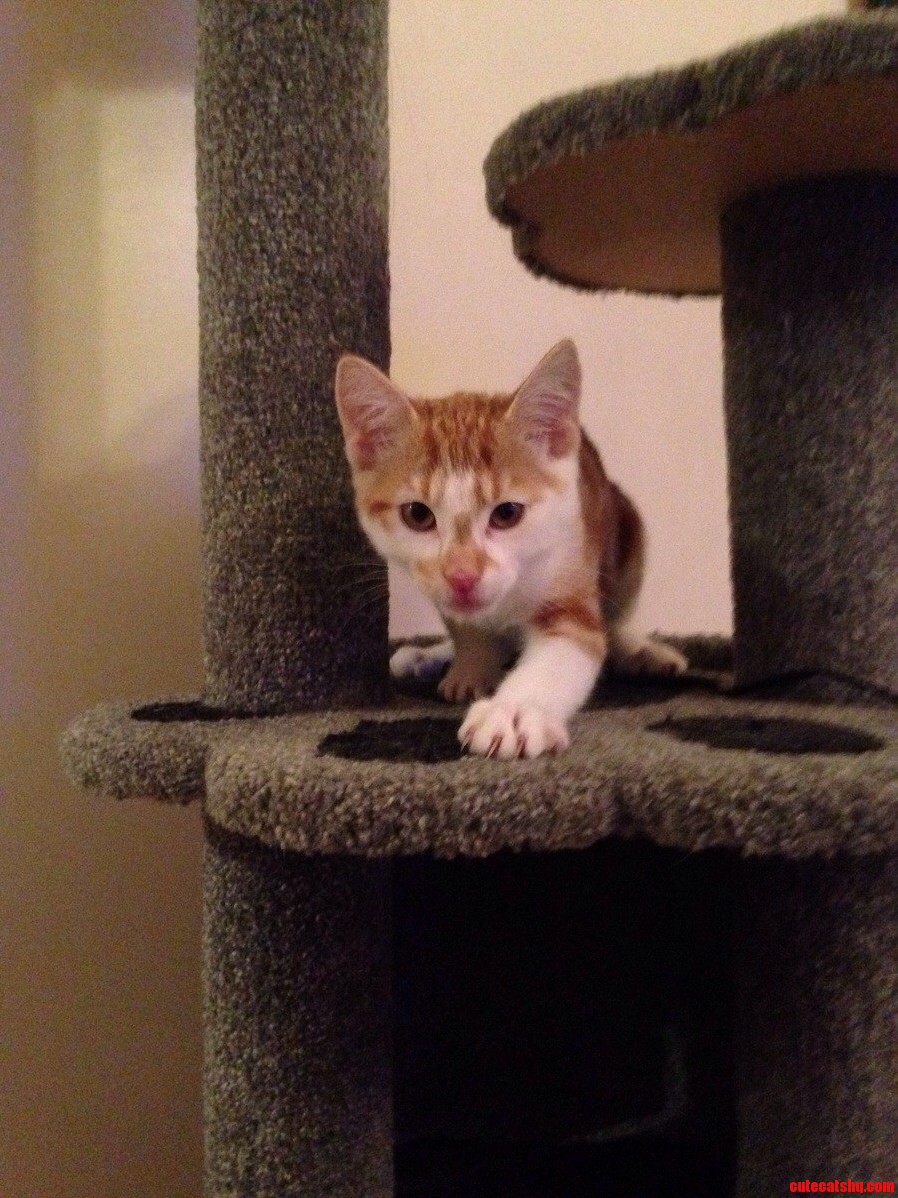 Flash Thinks Hes a Tiger