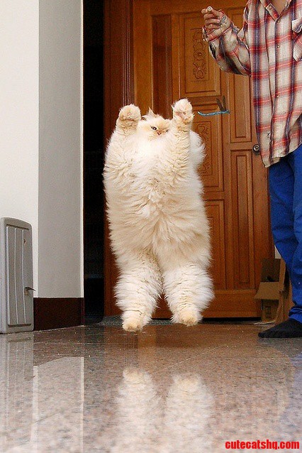 Fluffy Floating Cat