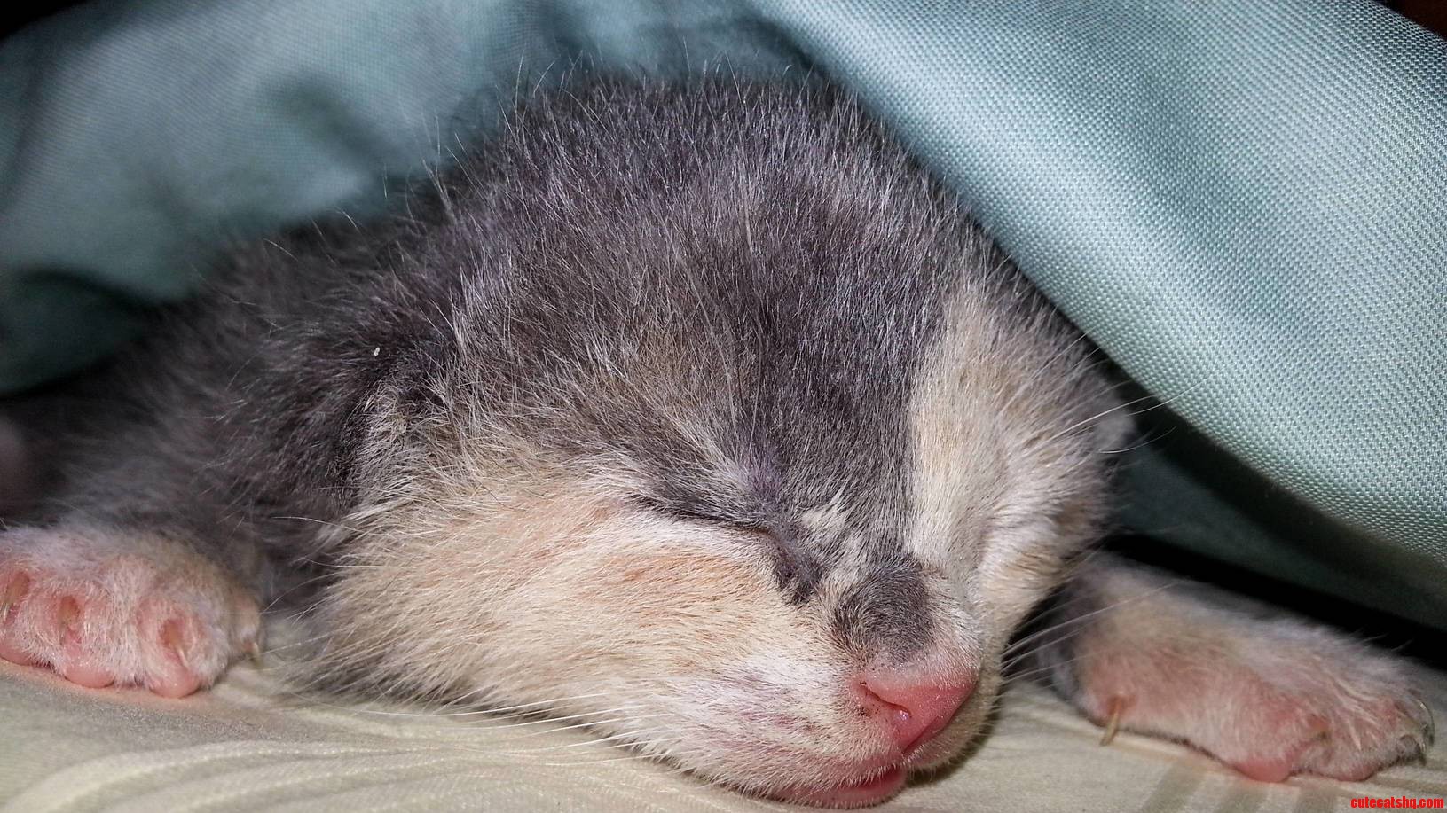 Found a Kitten in Our Backyard.