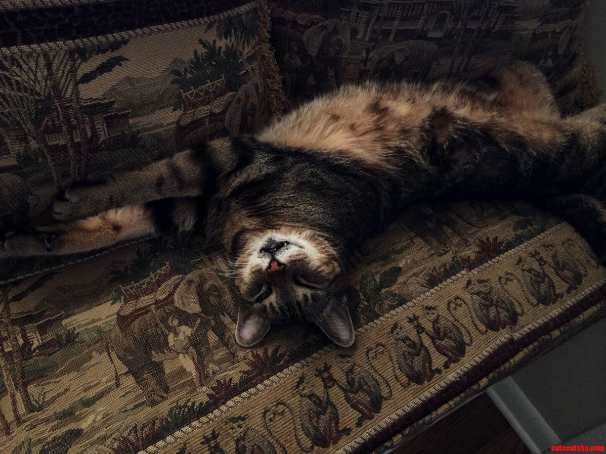 Found My Cat Taking a Better Nap Than Me.