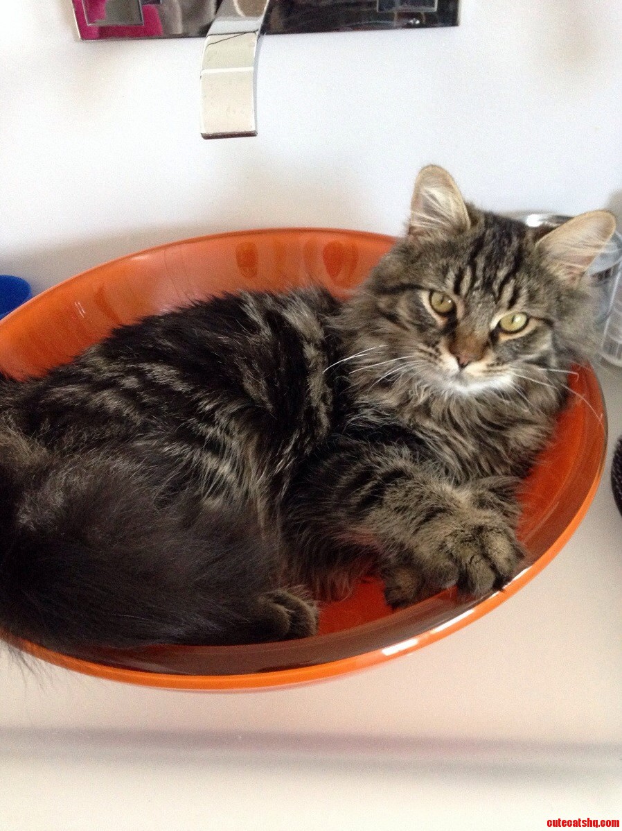 Found This Hair Ball in My Drain.