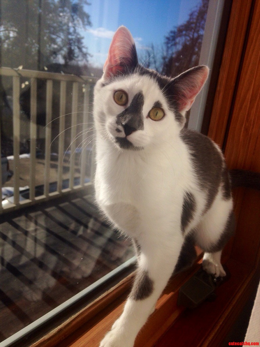 Four Months Ago I Found a Scraggly Little Kitten