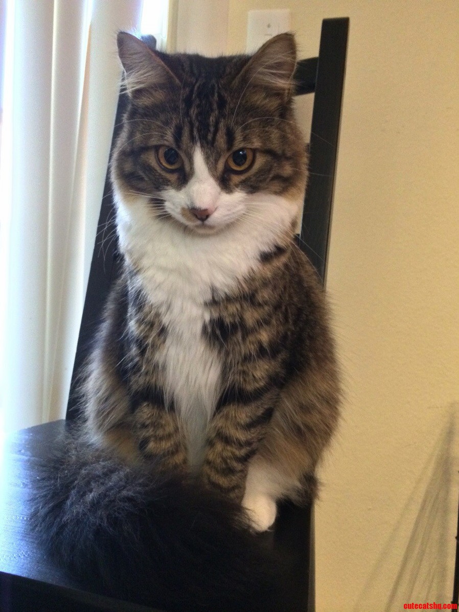 Franklin Is Really Curious About Our New Puppy.