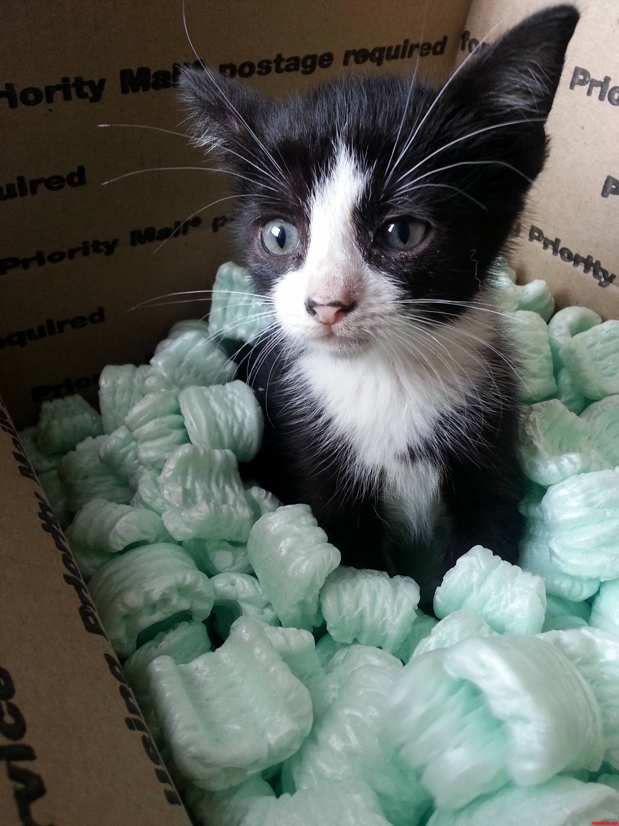 Freddy Waiting to Be Delivered