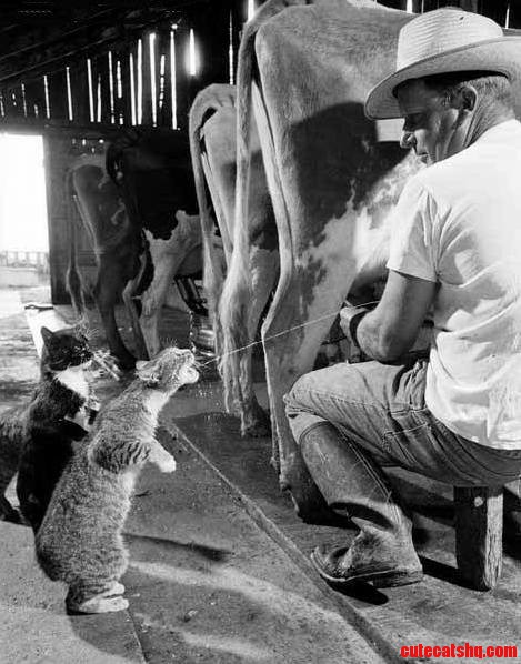 Fresh Milk