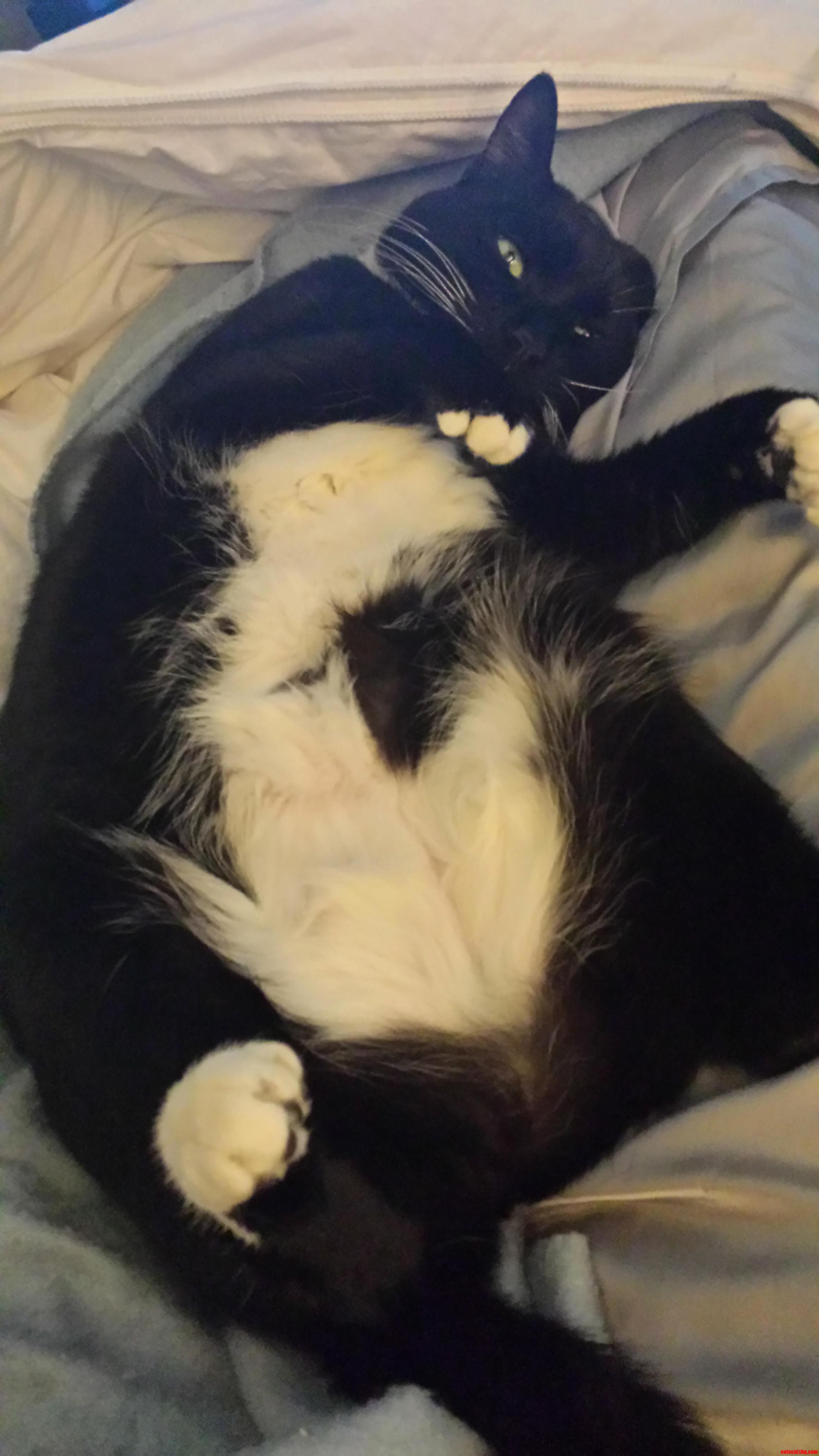 Gaia Being Lazy on Caturday