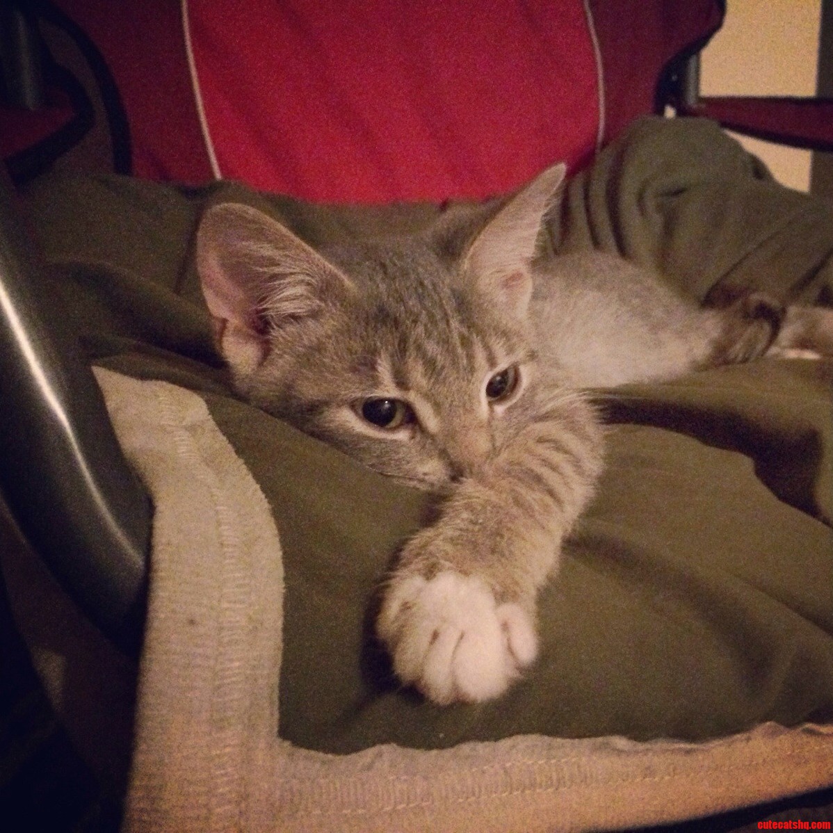 Gandalf the Grey