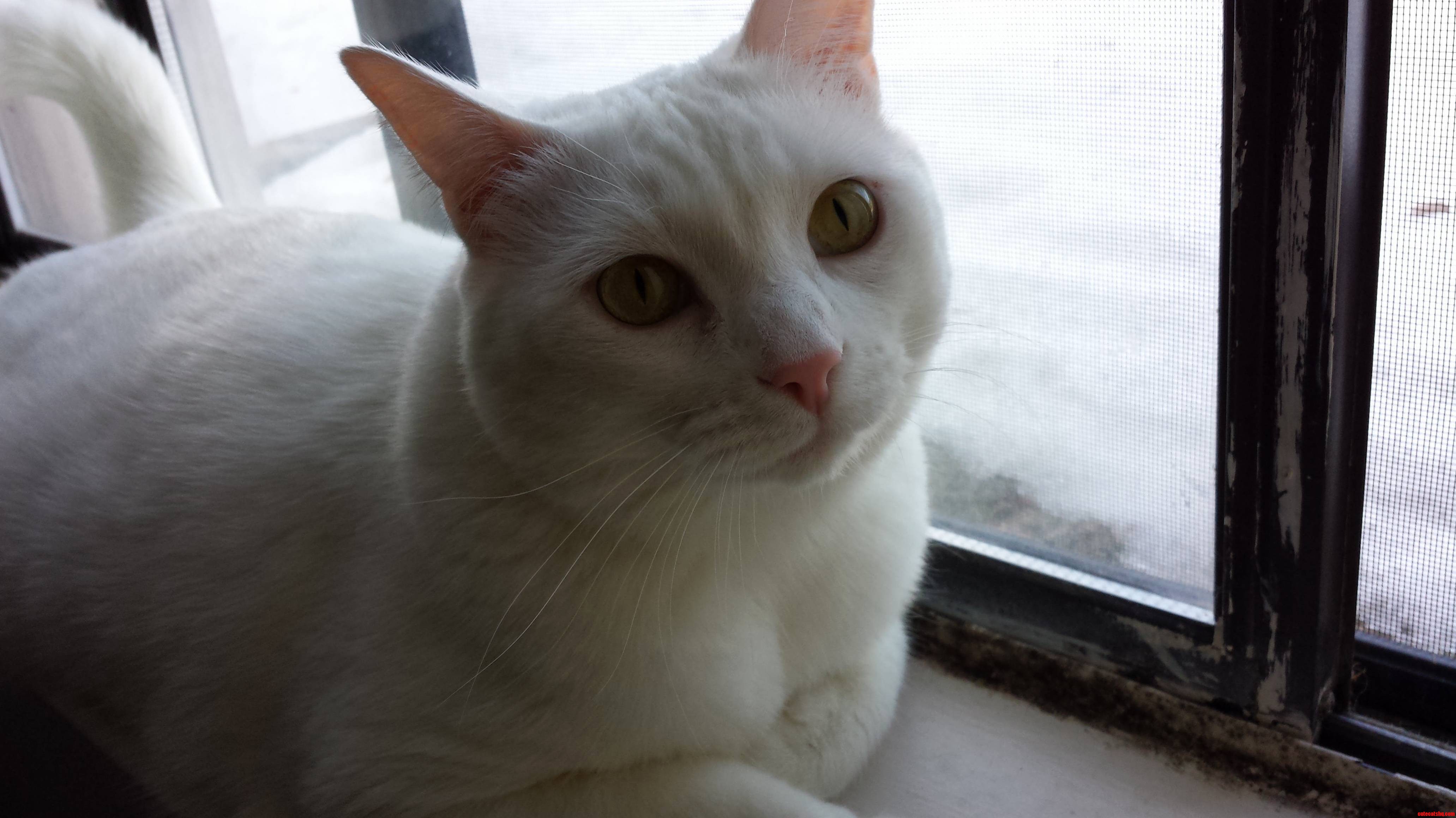 Gandalf the Whites Modeling Career