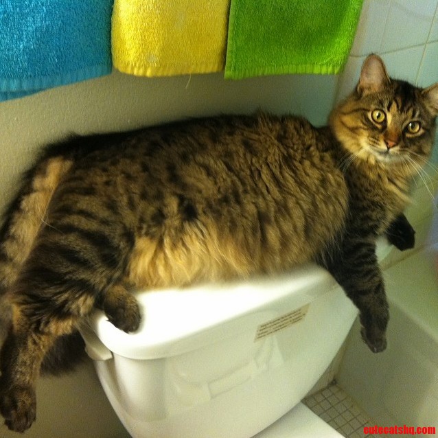 Getting a Bit Too Big for His Favorite Napping Spot