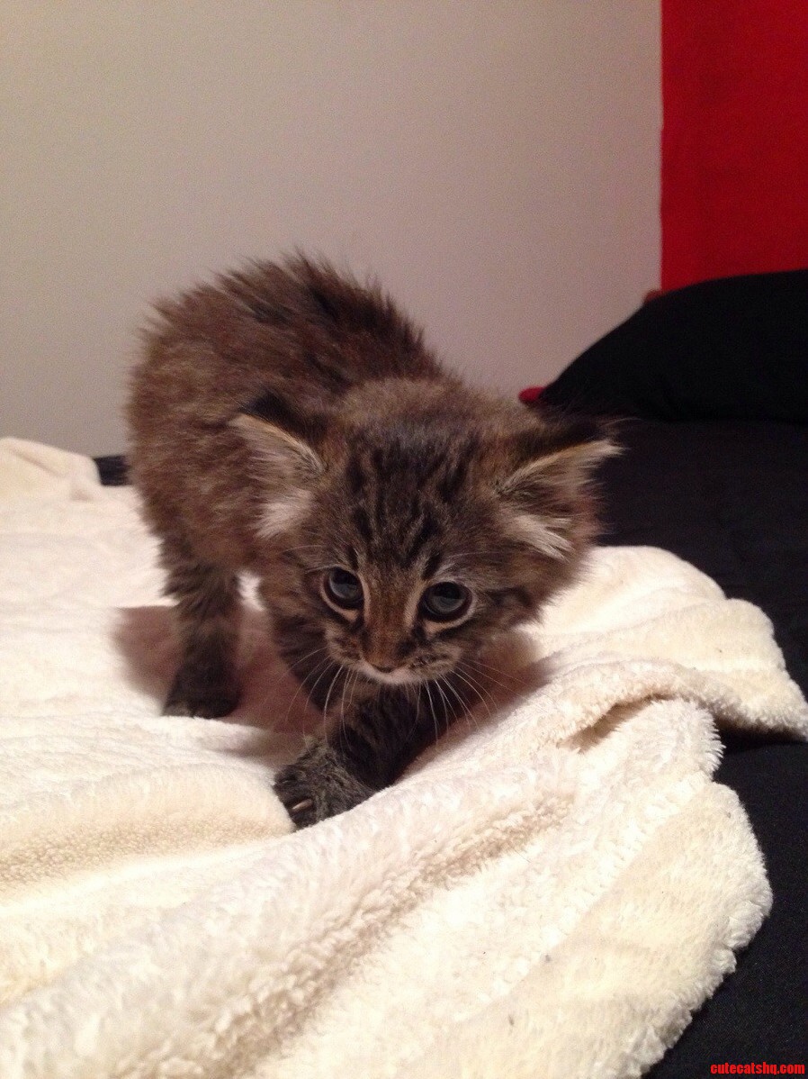 Got a Manx Kitten Easily the Best Pet I Ve Ever Had.
