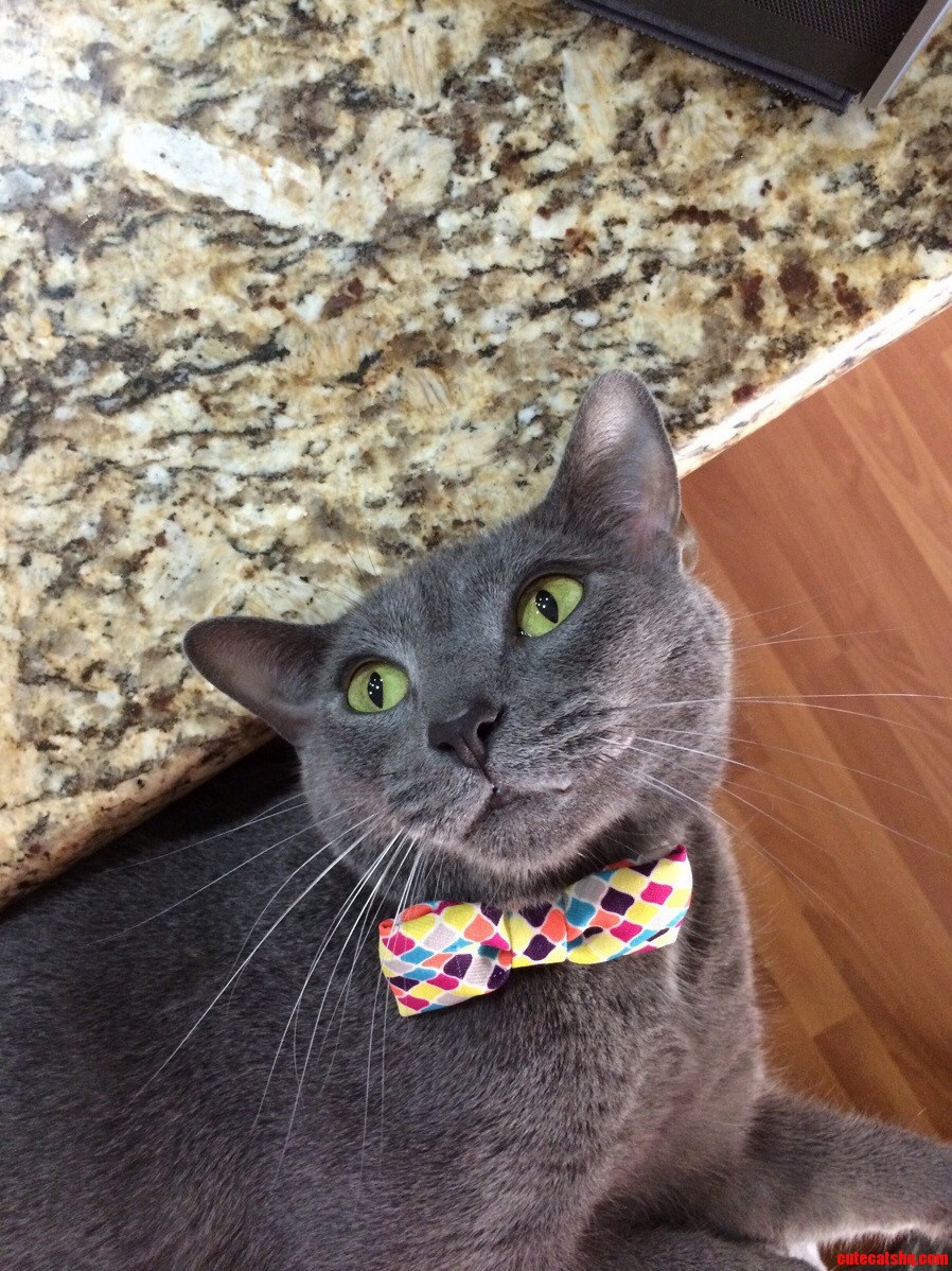 Got My Son a Bow Tie