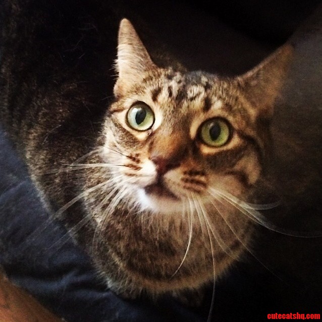 Green Eyes