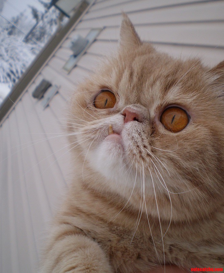 Griffin Perplexed Over His First Time Outside in the Snow.
