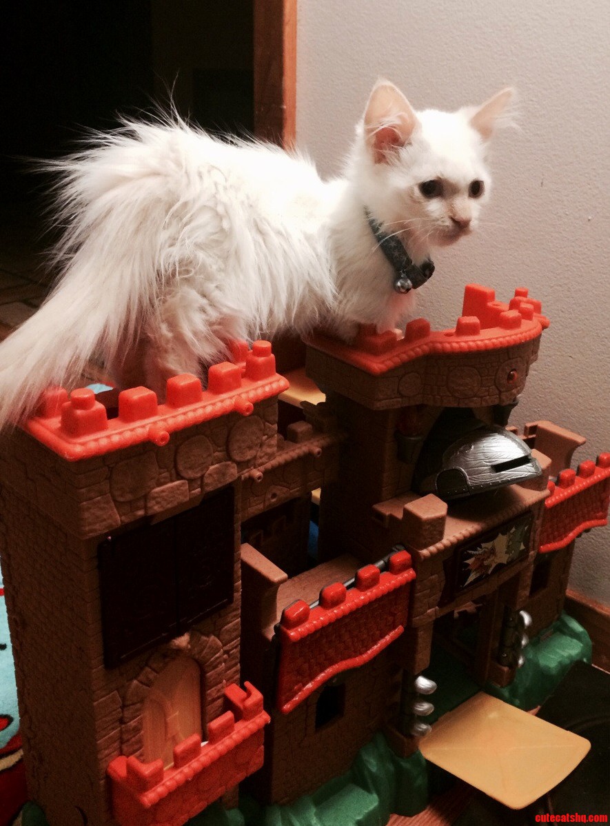 Guard the Castle 12wk Old Munchkin